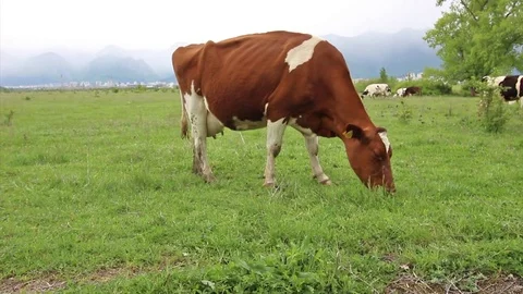 Brown cow eats grass Stock Footage 83996136