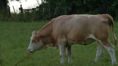Brown cow eats grass handheld  Video stock 132763594
