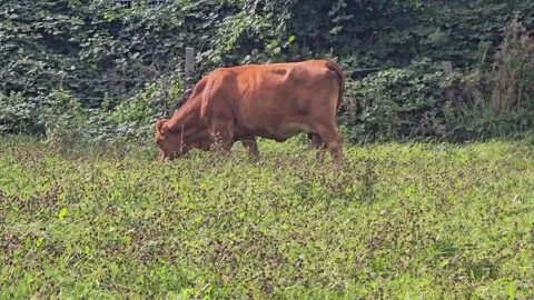 A brown cow eats grass on the very green and bloom meadow Stock Footage 308522874