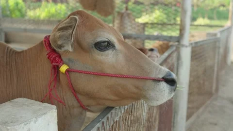 Brown cow in the farm close up. Stock Footage 233878956
