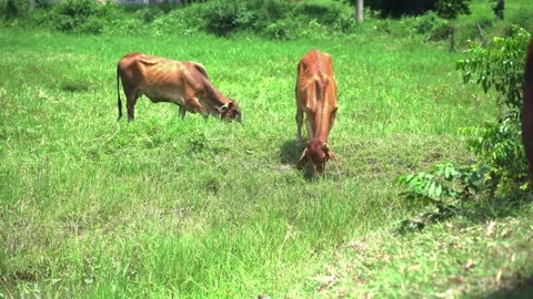 Brown Cow on Farm Displaying Unique Behaviors: A Glimpse into Animal Husban Stock Footage 287096258