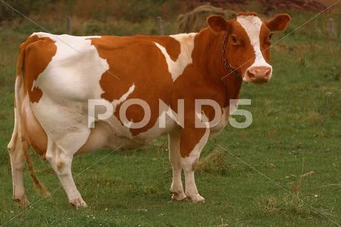 Brown cow in the farmers field Stock Photos