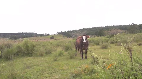 Brown cow on field, staring at approaching camera Stock Footage 157499012