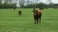 Brown cow. HD Footage
