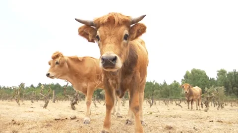 Brown Cow Video stock 202631953