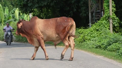 Brown Cow 库存影片 340749449
