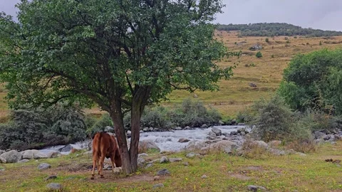 A brown cow grazes under a tree near a flowing river. The landscape features Stock Footage 318542358
