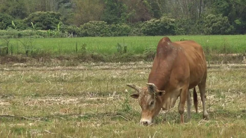 Brown cow grazing Video stock 74266511
