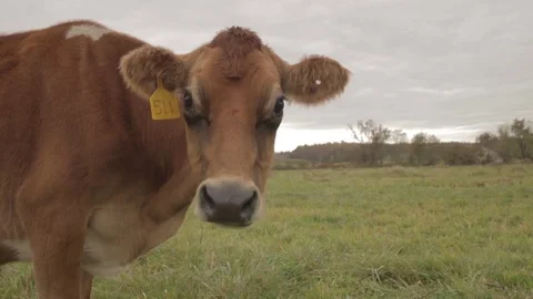 Brown Cow Grazing Stock Footage 81752231