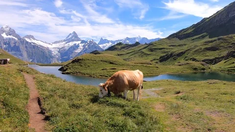 Brown cow grazing in front of Alpine Bachalpsee Stock Footage 122174285