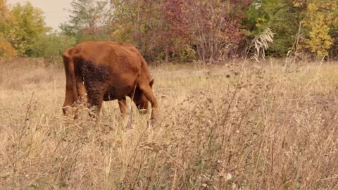 Brown cow grazing on green meadow in countryside Stock Footage 334323341