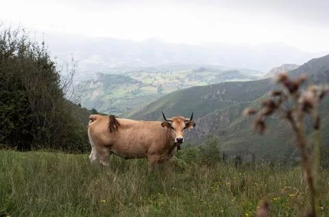Brown cow grazing looking at camera in a mountainous Asturian landscape Stock Photos