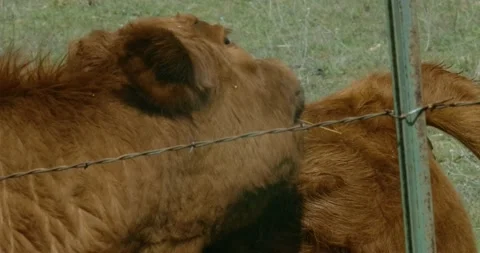 Brown Cow licks itself Stock Footage 162788655