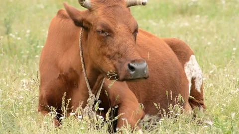 Brown cow looking at the camera and chewing grass in the meadow Stock Footage 138446516
