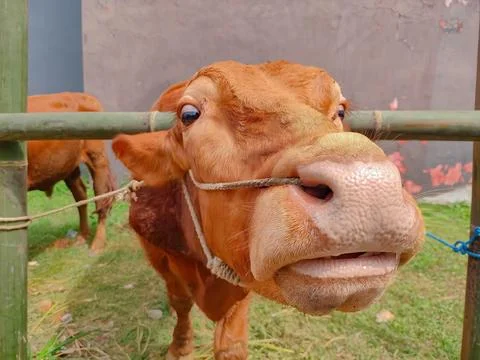 A Brown Cow looking at the camera Stock Photos