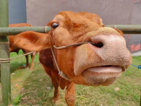 A Brown Cow looking at the camera Stock Photos