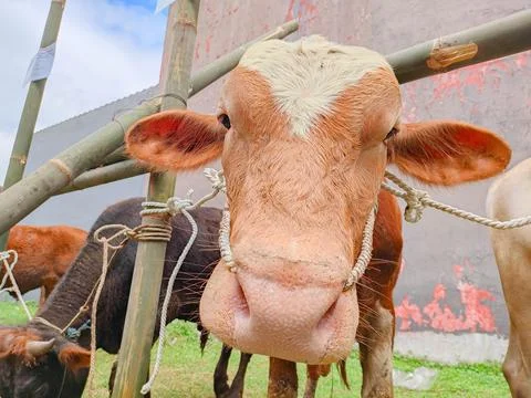A Brown Cow is looking at the camera Stock Photos