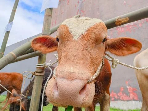 A Brown Cow is looking at the camera Stock Photos