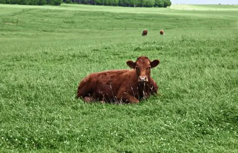 Brown cow looking at the camera in summer time Stock Photos