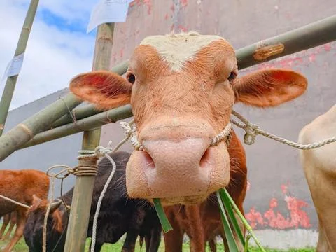 A Brown Cow is looking at the camera while eating grass Stock Photos