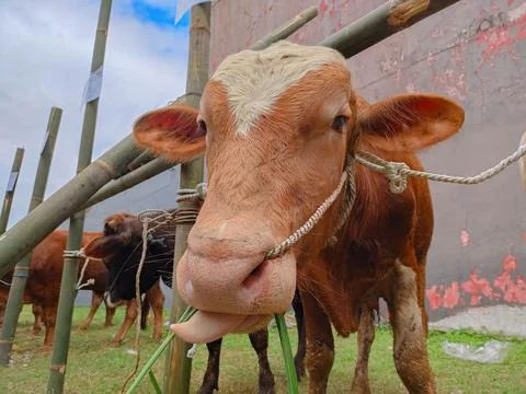 A Brown Cow is looking at the camera while sticking its tongue out Stock Photos