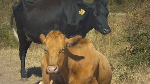 Brown Cow Lying Down and Black Cow Standing Chewing Cud in a Field Stock Footage 95937885