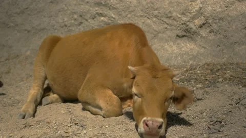 Brown cow lying down Stock Footage 167978438