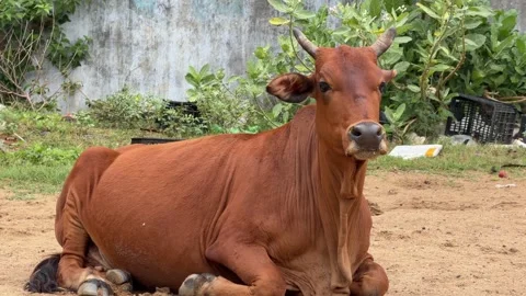 Brown cow lying on the ground and looking forward in a grassy area surrounded by Vídeos de archivo 332789188