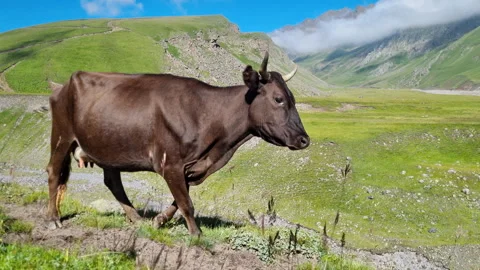 Brown cow on meadow in front of an idyllic mountain landscape. Stock Footage 280896965