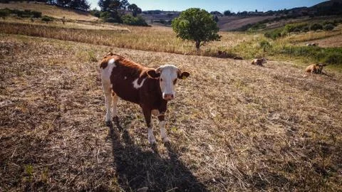 Brown cow in the middle of summer fields with dry grass in the late afternoon Stock Photos