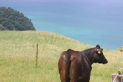 Brown Cow in paddock looking out over ocean Stock Photos