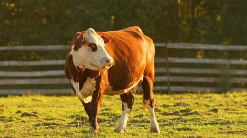 A brown cow on a pasture drenched in the setting sun. Stock Footage 167848550