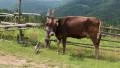 Brown cow on the pasture HD Footage