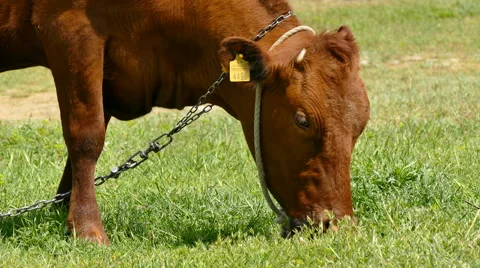 Brown Cow in a Pasture. Stock Footage 62934758