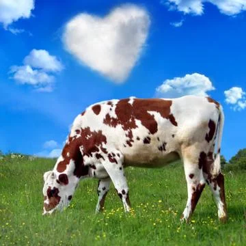 Brown cow Foto stock