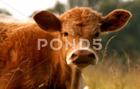 Brown cow Stock Photos