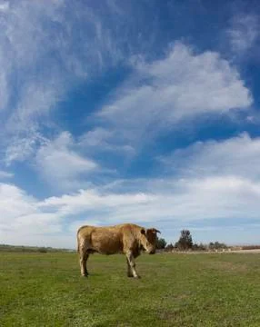 Brown cow Stock Photos