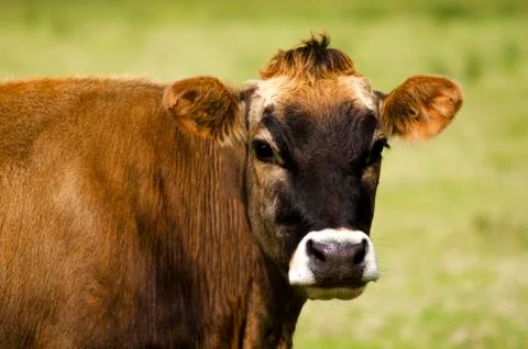 Brown cow Stock Photos