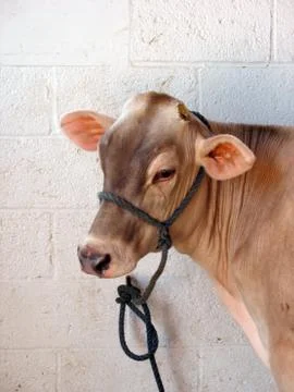 Brown cow Stock Photos