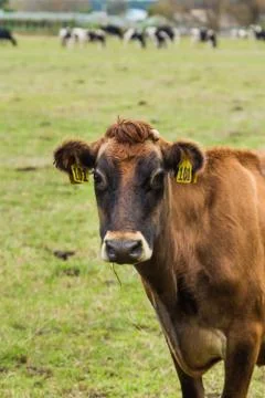 Brown cow Stock Photos