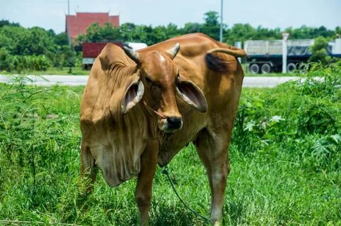 Brown cow Stock Photos