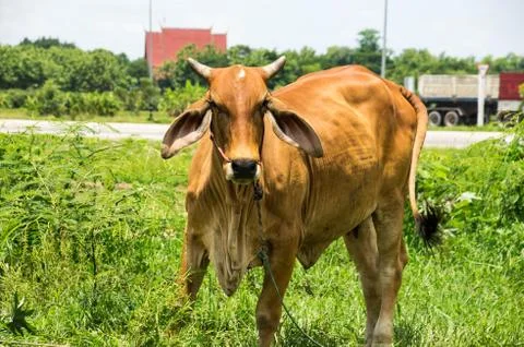 Brown cow Stock Photos