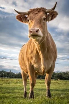 Brown cow Stock Photos