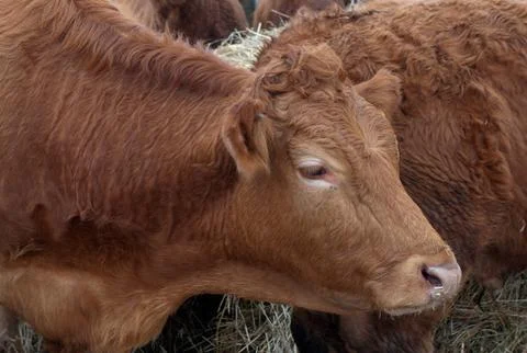 Brown Cow Stock Photos