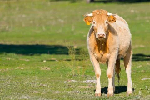 Brown cow Fotos de archivo