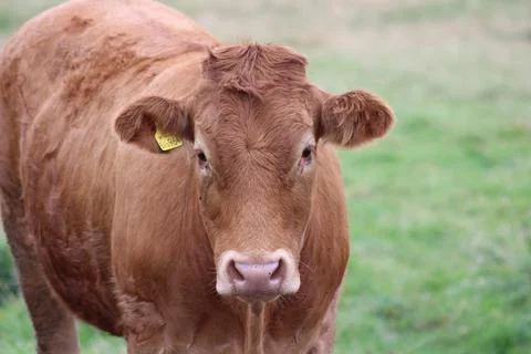 Brown cow Stock Photos