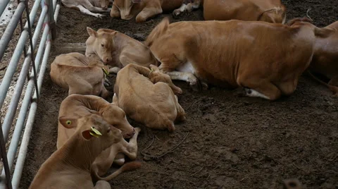 Brown cow, red cattle, lying down in the barn, South Korea Stock Footage 64173084