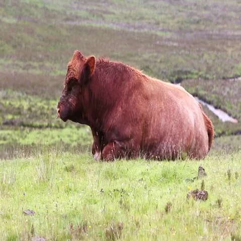 The Brown Cow resting on field.  Stock Footage 69290281