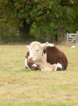 Brown cow resting on field on grass farm space Foto stock