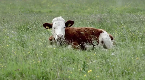 Brown cow resting in the grass Stock Footage 24919016